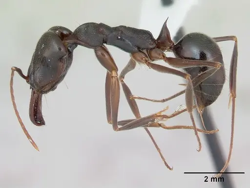Odontomachus haematodus specimen CASENT0173537 image casent0173537_3