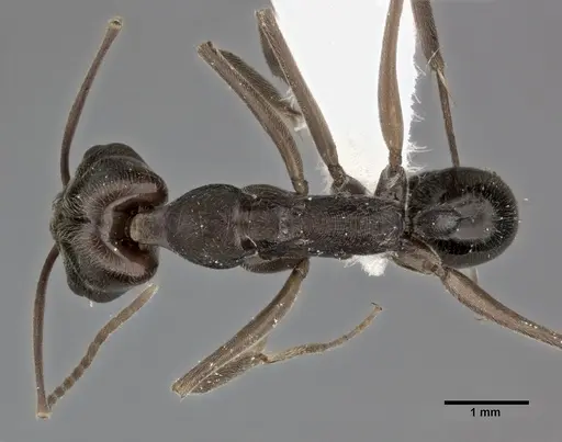 Odontomachus haematodus specimen CASENT0246014 image casent0246014_1