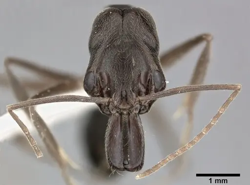 Odontomachus haematodus specimen CASENT0246014 image casent0246014_2