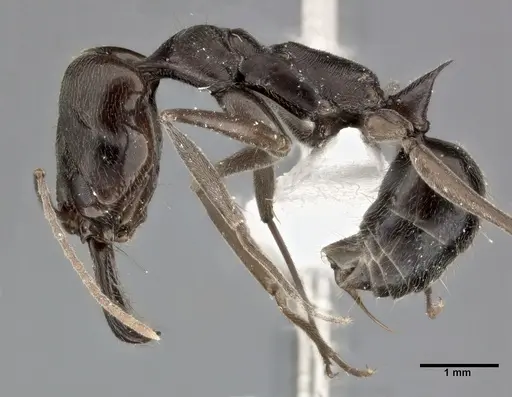 Odontomachus haematodus specimen CASENT0246014 image casent0246014_3