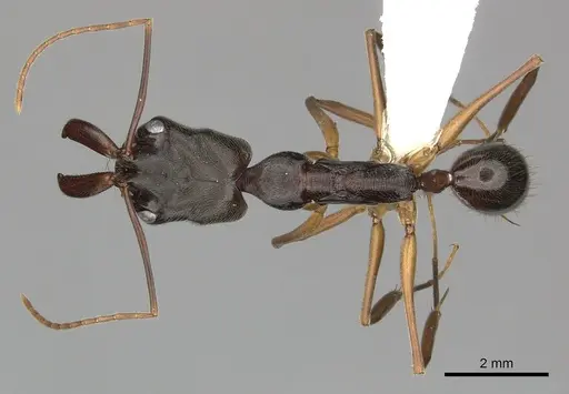 Odontomachus haematodus specimen CASENT0270605 image casent0270605_1