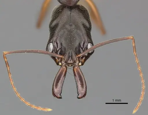 Odontomachus haematodus specimen CASENT0270605 image casent0270605_2