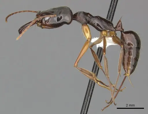 Odontomachus haematodus specimen CASENT0270605 image casent0270605_3