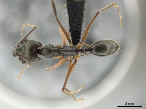 Odontomachus haematodus specimen CASENT0649088 image casent0649088_1