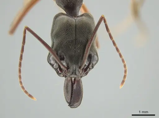 Odontomachus haematodus specimen CASENT0649088 image casent0649088_2