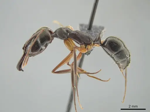 Odontomachus haematodus specimen CASENT0649088 image casent0649088_3
