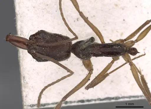 Odontomachus haematodus specimen CASENT0900581 image casent0900581_1