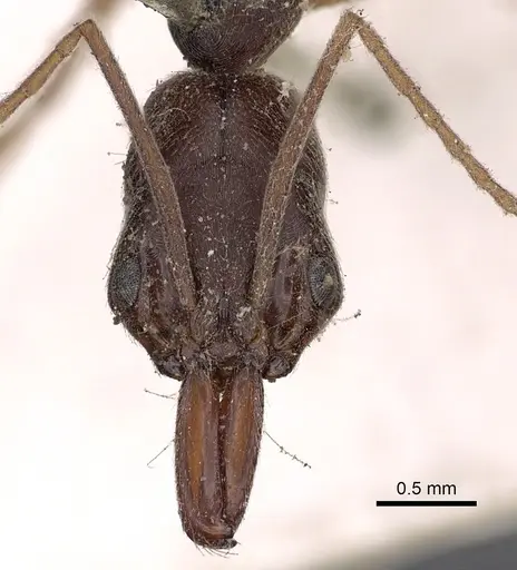 Odontomachus haematodus specimen CASENT0900581 image casent0900581_2