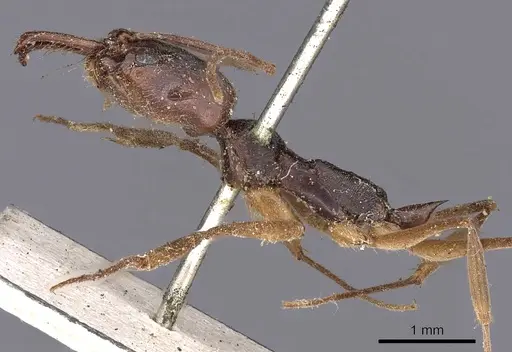 Odontomachus haematodus specimen CASENT0900581 image casent0900581_3