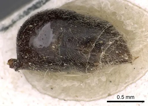 Odontomachus haematodus specimen CASENT0900581 image casent0900581_4
