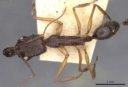 Odontomachus haematodus specimen CASENT0900582 image casent0900582_1