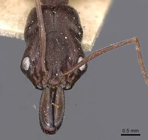 Odontomachus haematodus specimen CASENT0900582 image casent0900582_2