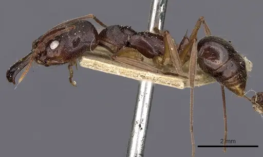Odontomachus haematodus specimen CASENT0900582 image casent0900582_3