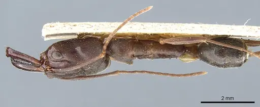 Odontomachus haematodus specimen CASENT0904007 image casent0904007_1