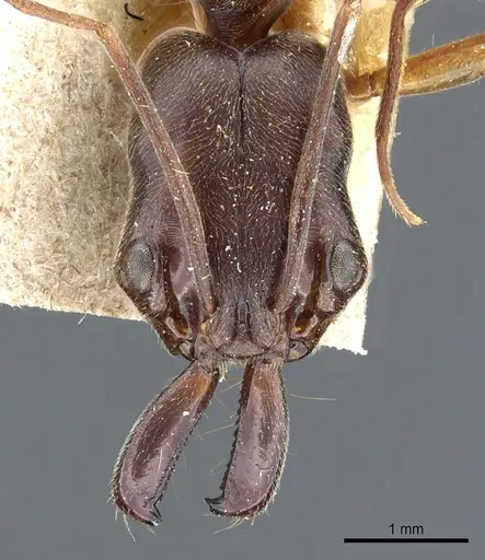 Odontomachus haematodus specimen CASENT0904007 image casent0904007_2
