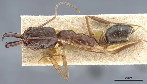 Odontomachus haematodus specimen CASENT0904007 image casent0904007_3