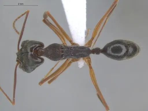 Odontomachus haematodus specimen ECOFOG-SL13-1238-10 image ecofog-sl13-1238-10_1