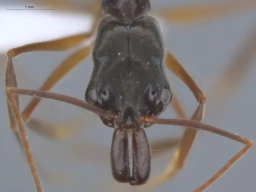Odontomachus haematodus specimen ECOFOG-SL13-1238-10 image ecofog-sl13-1238-10_2