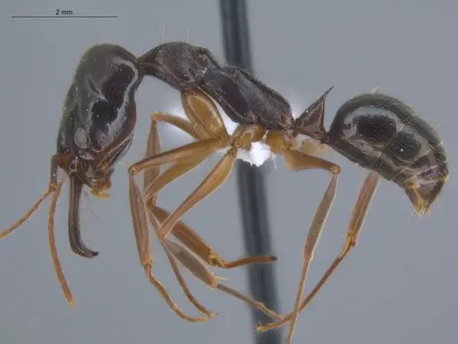 Odontomachus haematodus specimen ECOFOG-SL13-1238-10 image ecofog-sl13-1238-10_3