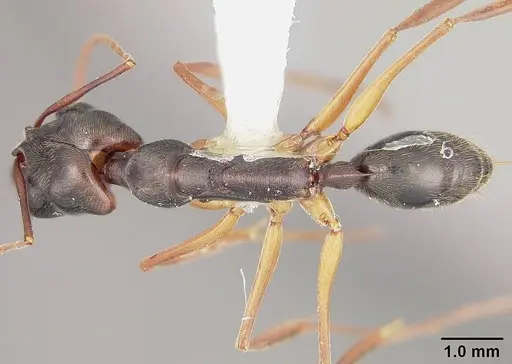 Odontomachus haematodus specimen USNMENT00441734 image usnment00441734_1