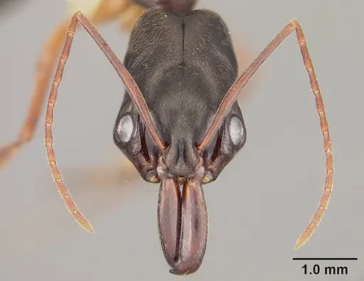 Odontomachus haematodus specimen USNMENT00441734 image usnment00441734_2
