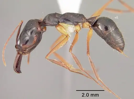 Odontomachus haematodus specimen USNMENT00441734 image usnment00441734_3