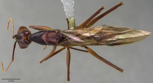 Odontomachus hastatus specimen ANTWEB1060140 image antweb1060140_1