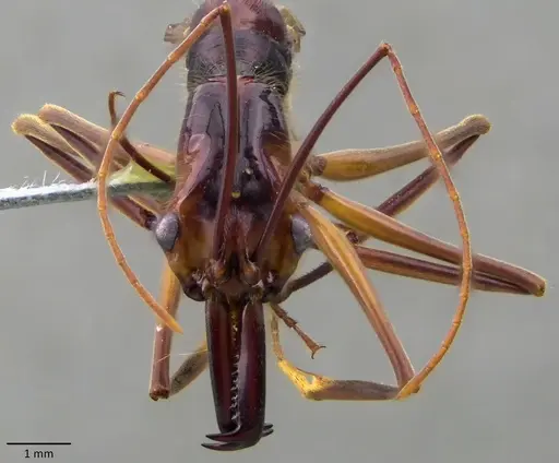 Odontomachus hastatus specimen ANTWEB1060140 image antweb1060140_2