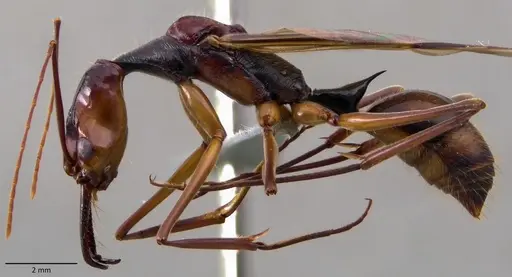 Odontomachus hastatus specimen ANTWEB1060140 image antweb1060140_3