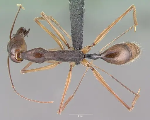 Odontomachus hastatus specimen CASENT0040150 image casent0040150_1