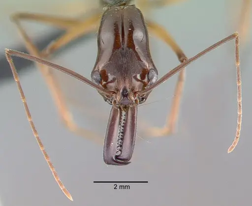 Odontomachus hastatus specimen CASENT0040150 image casent0040150_2