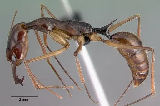 Odontomachus hastatus specimen CASENT0040150 image casent0040150_3