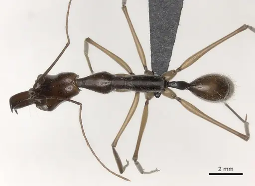 Odontomachus hastatus specimen CASENT0073706 image casent0073706_1