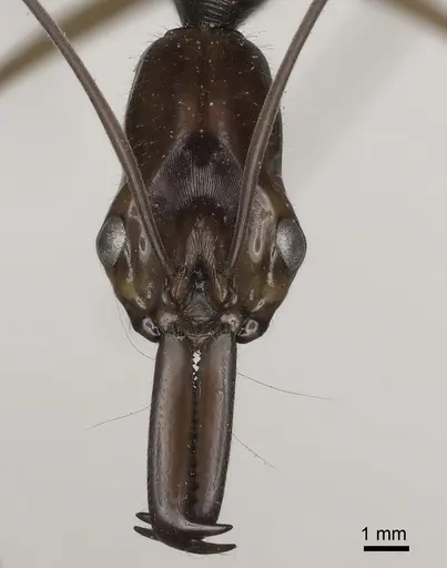 Odontomachus hastatus specimen CASENT0073706 image casent0073706_2