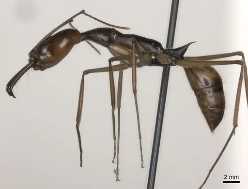 Odontomachus hastatus specimen CASENT0073706 image casent0073706_3