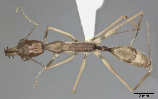 Odontomachus hastatus specimen CASENT0246016 image casent0246016_1