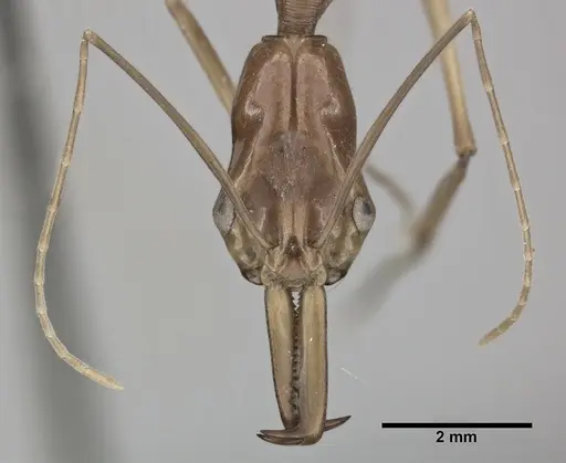 Odontomachus hastatus specimen CASENT0246016 image casent0246016_2