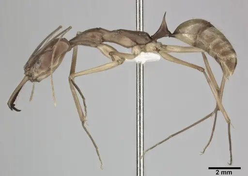 Odontomachus hastatus specimen CASENT0246016 image casent0246016_3