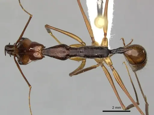 Odontomachus hastatus specimen CASENT0270606 image casent0270606_1