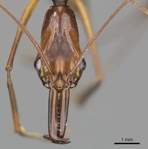 Odontomachus hastatus specimen CASENT0270606 image casent0270606_2