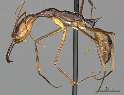 Odontomachus hastatus specimen CASENT0270606 image casent0270606_3