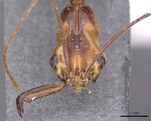 Odontomachus hastatus specimen CASENT0900583 image casent0900583_2