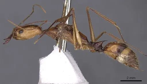 Odontomachus hastatus specimen CASENT0900583 image casent0900583_3