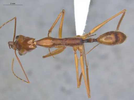 Odontomachus hastatus specimen ECOFOG-TR17-0320-02 image ecofog-tr17-0320-02_1
