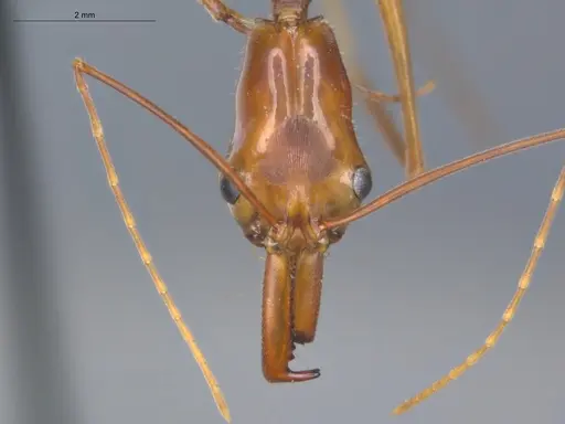 Odontomachus hastatus specimen ECOFOG-TR17-0320-02 image ecofog-tr17-0320-02_2