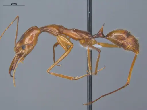 Odontomachus hastatus specimen ECOFOG-TR17-0320-02 image ecofog-tr17-0320-02_3