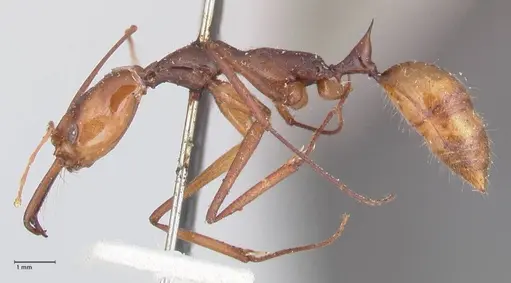 Odontomachus hastatus specimen FOCOL1059 image focol1059_3