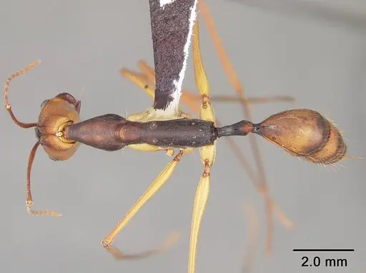 Odontomachus hastatus specimen USNMENT00441294 image usnment00441294_1