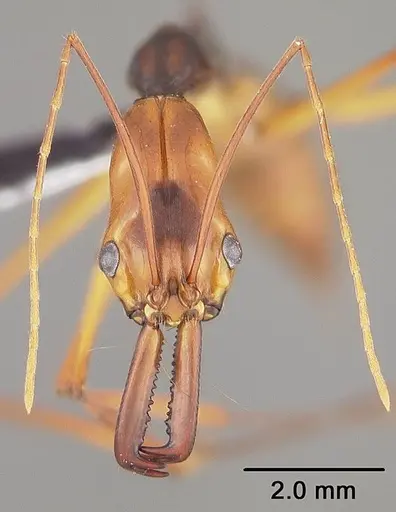 Odontomachus hastatus specimen USNMENT00441294 image usnment00441294_2