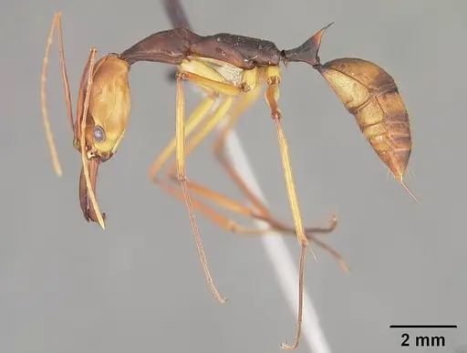Odontomachus hastatus specimen USNMENT00441294 image usnment00441294_3